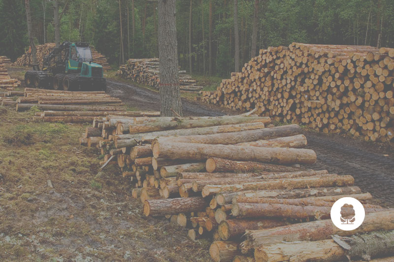 sector Forestal